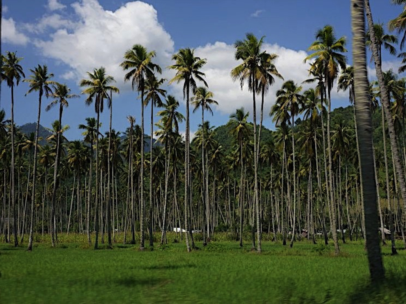 From Farm to Foreign Port: The Journey of an Indonesian Coconut